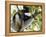 Howling Indri lemur (Indri indri), Analamazaotra Special Reserve, Andasibe, central area, Madagasca-Christian Kober-Framed Premier Image Canvas