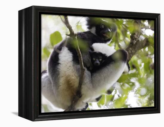 Howling Indri lemur (Indri indri), Analamazaotra Special Reserve, Andasibe, central area, Madagasca-Christian Kober-Framed Premier Image Canvas