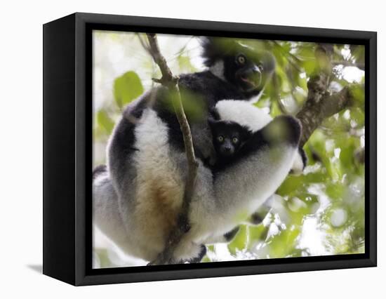Howling Indri lemur (Indri indri), Analamazaotra Special Reserve, Andasibe, central area, Madagasca-Christian Kober-Framed Premier Image Canvas