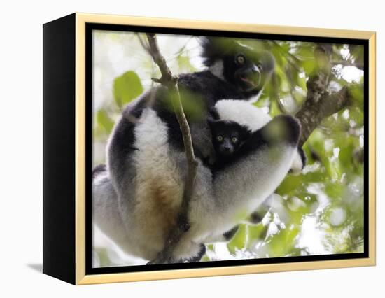 Howling Indri lemur (Indri indri), Analamazaotra Special Reserve, Andasibe, central area, Madagasca-Christian Kober-Framed Premier Image Canvas