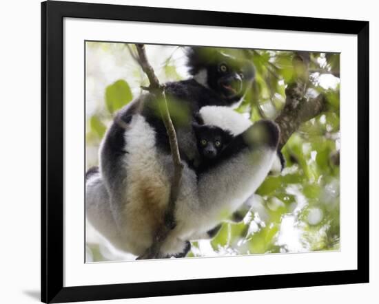 Howling Indri lemur (Indri indri), Analamazaotra Special Reserve, Andasibe, central area, Madagasca-Christian Kober-Framed Photographic Print