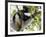 Howling Indri lemur (Indri indri), Analamazaotra Special Reserve, Andasibe, central area, Madagasca-Christian Kober-Framed Photographic Print