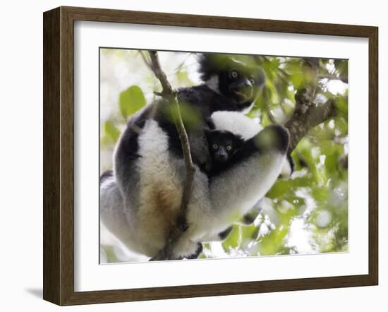Howling Indri lemur (Indri indri), Analamazaotra Special Reserve, Andasibe, central area, Madagasca-Christian Kober-Framed Photographic Print