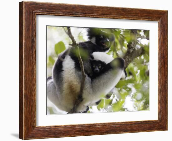 Howling Indri lemur (Indri indri), Analamazaotra Special Reserve, Andasibe, central area, Madagasca-Christian Kober-Framed Photographic Print