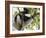 Howling Indri lemur (Indri indri), Analamazaotra Special Reserve, Andasibe, central area, Madagasca-Christian Kober-Framed Photographic Print