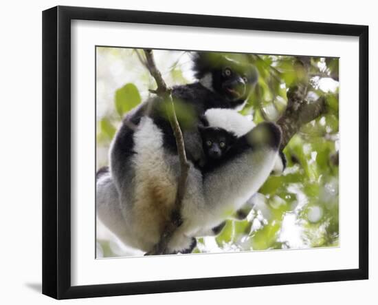 Howling Indri lemur (Indri indri), Analamazaotra Special Reserve, Andasibe, central area, Madagasca-Christian Kober-Framed Photographic Print