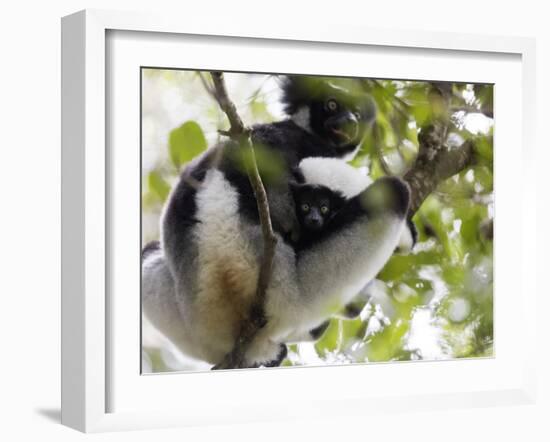 Howling Indri lemur (Indri indri), Analamazaotra Special Reserve, Andasibe, central area, Madagasca-Christian Kober-Framed Photographic Print