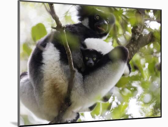 Howling Indri lemur (Indri indri), Analamazaotra Special Reserve, Andasibe, central area, Madagasca-Christian Kober-Mounted Photographic Print