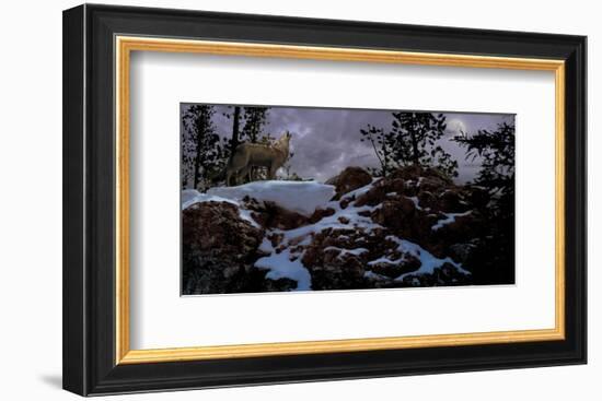 Howling Wolf-Steve Hunziker-Framed Art Print