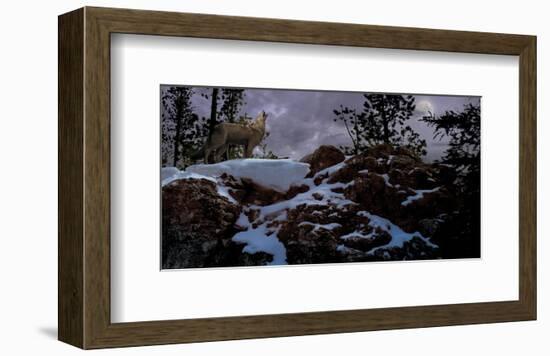 Howling Wolf-Steve Hunziker-Framed Art Print