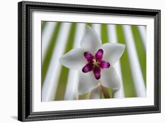 Hoya Bars 1-Charles Bowman-Framed Photographic Print