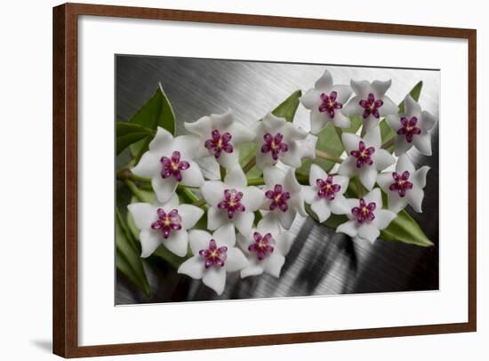 Hoya Flower-Charles Bowman-Framed Photographic Print