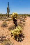 Saguaro and Cholla Cacti in the Arizona Desert-hpbfotos-Mounted Photographic Print