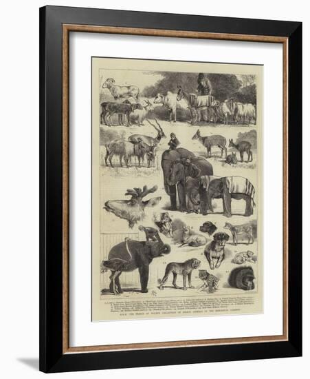 Hrh the Prince of Wales's Collection of Indian Animals at the Zoological Gardens-Alfred Chantrey Corbould-Framed Giclee Print