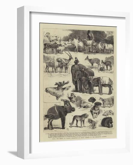 Hrh the Prince of Wales's Collection of Indian Animals at the Zoological Gardens-Alfred Chantrey Corbould-Framed Giclee Print