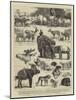 Hrh the Prince of Wales's Collection of Indian Animals at the Zoological Gardens-Alfred Chantrey Corbould-Mounted Giclee Print