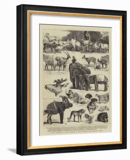 Hrh the Prince of Wales's Collection of Indian Animals at the Zoological Gardens-Alfred Chantrey Corbould-Framed Giclee Print