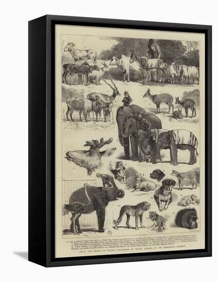 Hrh the Prince of Wales's Collection of Indian Animals at the Zoological Gardens-Alfred Chantrey Corbould-Framed Premier Image Canvas