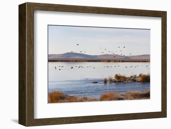 Huahu (Flower Lake), an Important Sanctuary for Birds, Sichuan, China, Asia-Alex Treadway-Framed Photographic Print