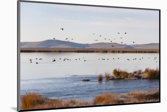 Huahu (Flower Lake), an Important Sanctuary for Birds, Sichuan, China, Asia-Alex Treadway-Mounted Photographic Print