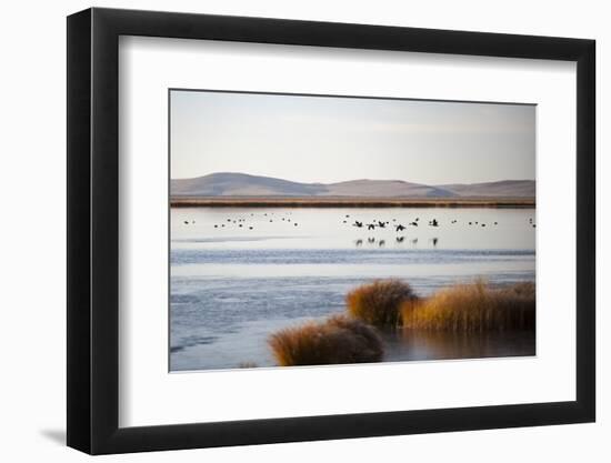 Huahu (Flower Lake), an Important Sanctuary for Birds, Sichuan, China, Asia-Alex Treadway-Framed Photographic Print