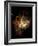 Hubble Space Telescope View of Nebula NGC 604-null-Framed Photographic Print