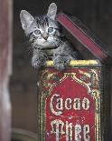 Kitten in Box-Hubert-Framed Art Print