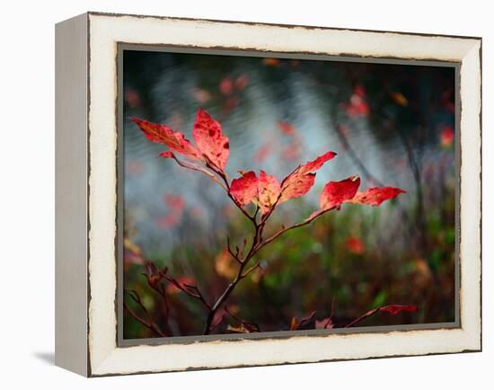 Huckleberries-Ursula Abresch-Framed Premier Image Canvas