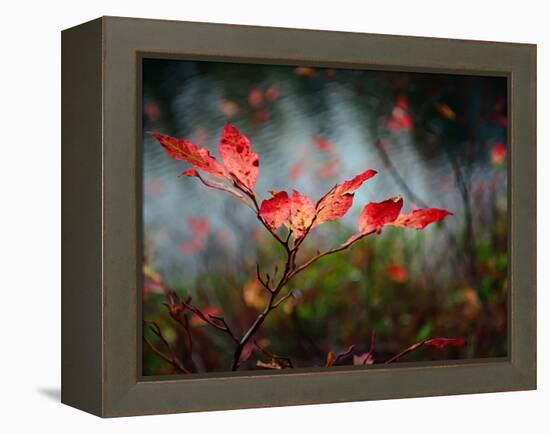 Huckleberries-Ursula Abresch-Framed Premier Image Canvas