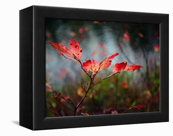 Huckleberries-Ursula Abresch-Framed Premier Image Canvas