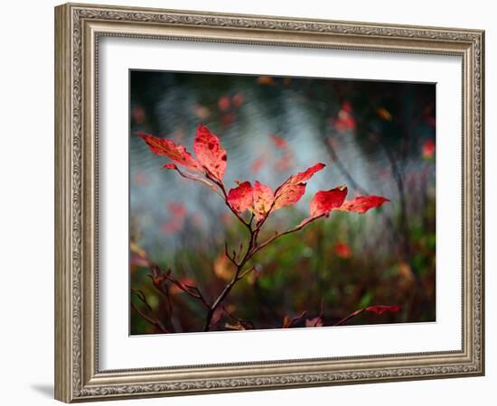 Huckleberries-Ursula Abresch-Framed Photographic Print