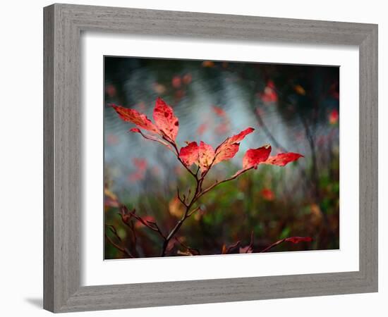 Huckleberries-Ursula Abresch-Framed Photographic Print