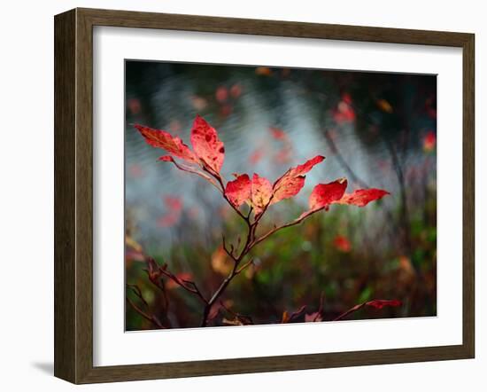 Huckleberries-Ursula Abresch-Framed Photographic Print