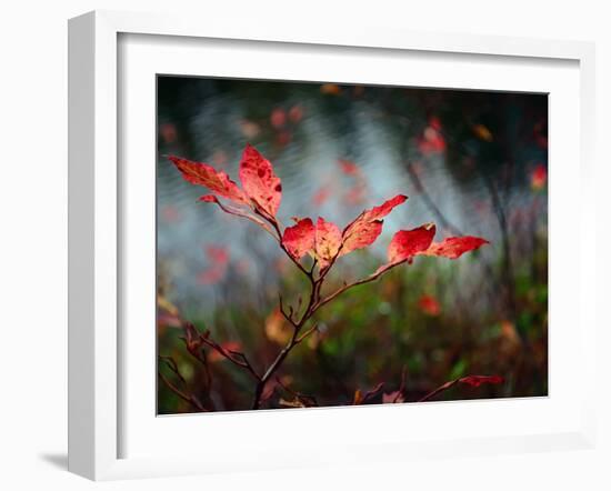 Huckleberries-Ursula Abresch-Framed Photographic Print