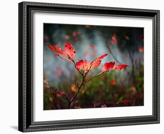 Huckleberries-Ursula Abresch-Framed Photographic Print