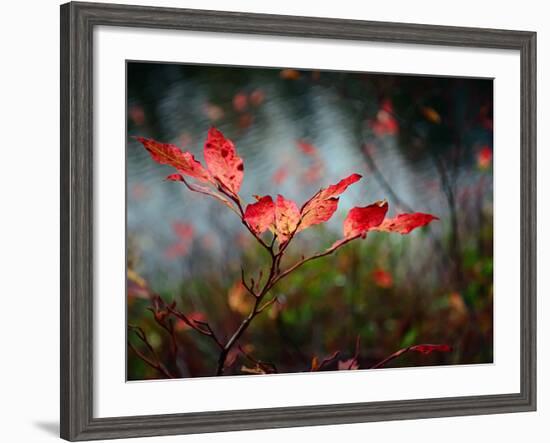 Huckleberries-Ursula Abresch-Framed Photographic Print