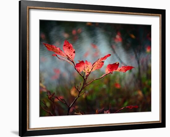 Huckleberries-Ursula Abresch-Framed Photographic Print