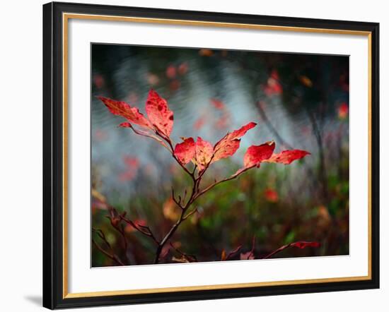 Huckleberries-Ursula Abresch-Framed Photographic Print