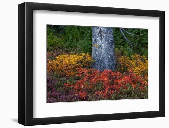 Huckleberry and mountain ash in autumn under douglas fir in Mount Rainier NP, Washington State, USA-Chuck Haney-Framed Photographic Print