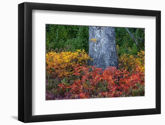 Huckleberry and mountain ash in autumn under douglas fir in Mount Rainier NP, Washington State, USA-Chuck Haney-Framed Photographic Print