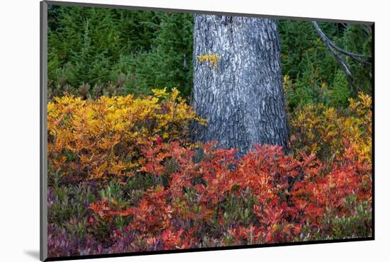 Huckleberry and mountain ash in autumn under douglas fir in Mount Rainier NP, Washington State, USA-Chuck Haney-Mounted Photographic Print