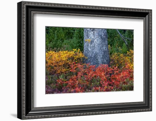 Huckleberry and mountain ash in autumn under douglas fir in Mount Rainier NP, Washington State, USA-Chuck Haney-Framed Photographic Print