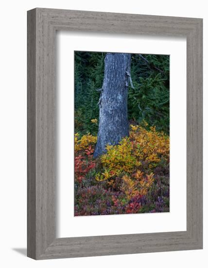 Huckleberry and mountain ash in autumn under douglas fir in Mount Rainier NP, Washington State, USA-Chuck Haney-Framed Photographic Print