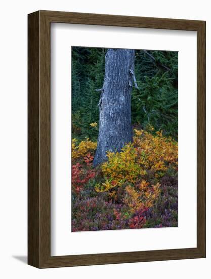 Huckleberry and mountain ash in autumn under douglas fir in Mount Rainier NP, Washington State, USA-Chuck Haney-Framed Photographic Print