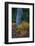 Huckleberry and mountain ash in autumn under douglas fir in Mount Rainier NP, Washington State, USA-Chuck Haney-Framed Photographic Print