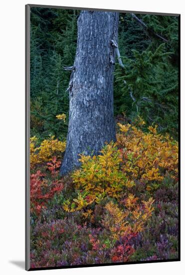 Huckleberry and mountain ash in autumn under douglas fir in Mount Rainier NP, Washington State, USA-Chuck Haney-Mounted Photographic Print