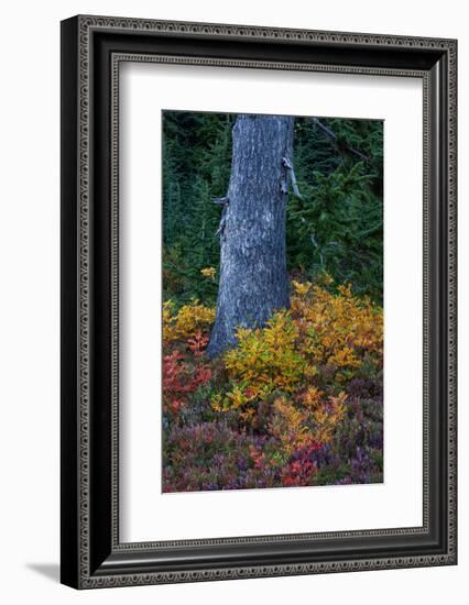 Huckleberry and mountain ash in autumn under douglas fir in Mount Rainier NP, Washington State, USA-Chuck Haney-Framed Photographic Print