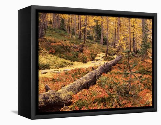 Huckleberry Leaves and Larch Trees, Enchantment Lakes, Alpine Lakes Wilderness, Washington, USA-Jamie & Judy Wild-Framed Premier Image Canvas