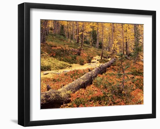 Huckleberry Leaves and Larch Trees, Enchantment Lakes, Alpine Lakes Wilderness, Washington, USA-Jamie & Judy Wild-Framed Photographic Print