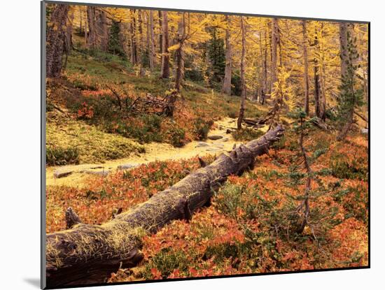 Huckleberry Leaves and Larch Trees, Enchantment Lakes, Alpine Lakes Wilderness, Washington, USA-Jamie & Judy Wild-Mounted Photographic Print